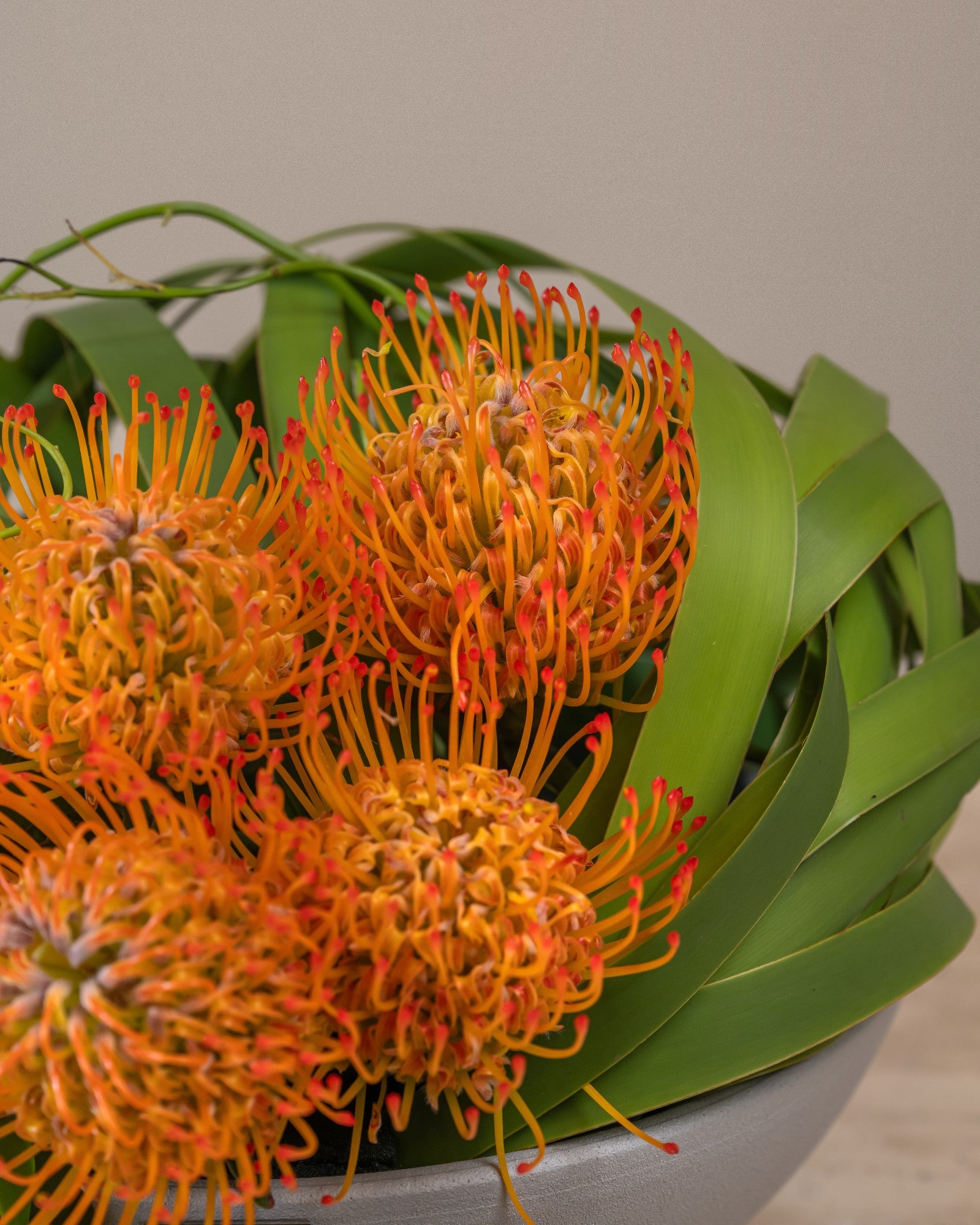 cantara Tulip Flowers Tr LLC.