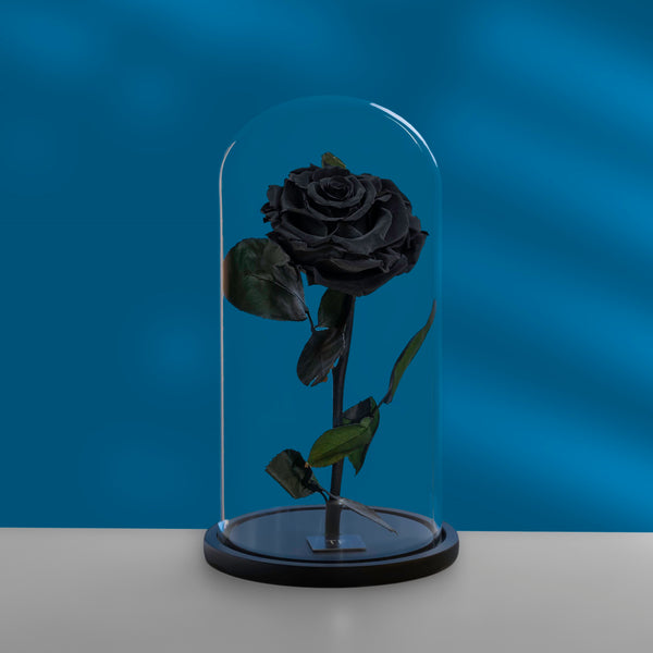 TF Infinity Rose " Black "