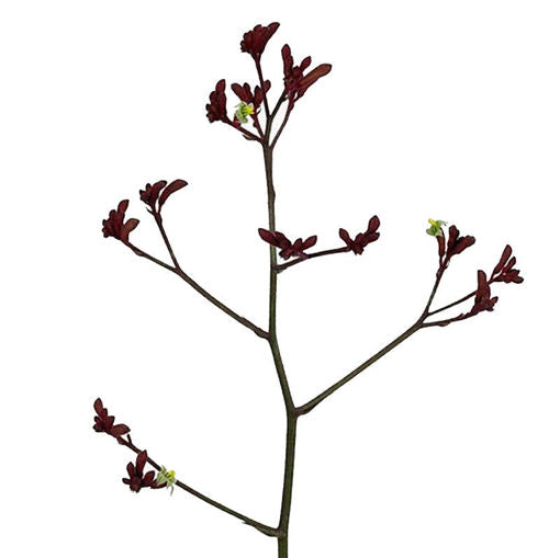 ANIGOZANTHOS RED EARLY SPRING - Tulip Flowers Tr LLC.