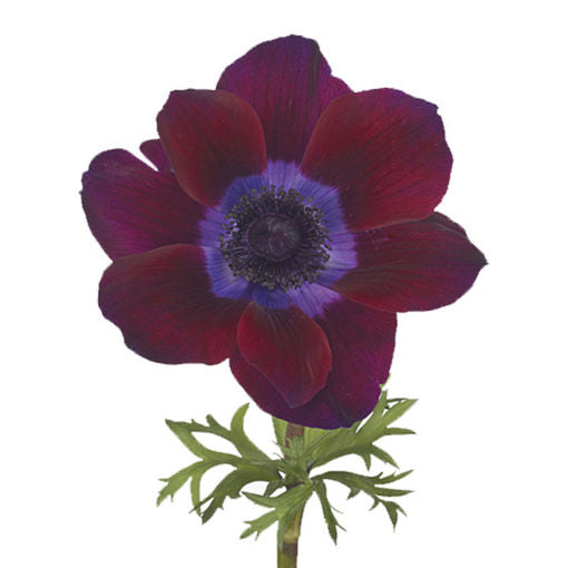 ANEMONE MISTRAL BORDEAUX - Tulip Flowers Tr LLC.
