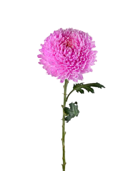 CHRYSANTHEMUM PEONY DECO ( PINK )
