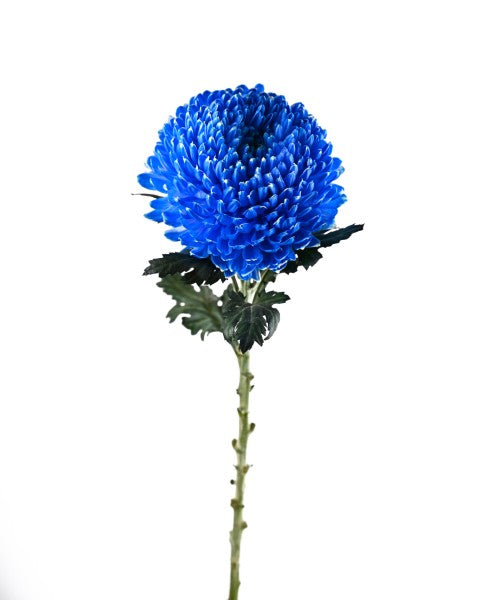 CHYRANTEMUM PEONY DECO (Blue)