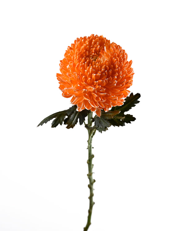 Chrysanthemum Peony  DECO (Orange)