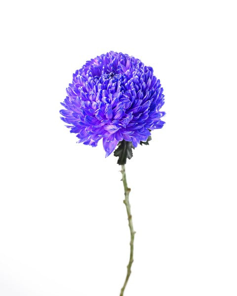 CHRYSANTHEMUM PEONY DECO ( Purple )