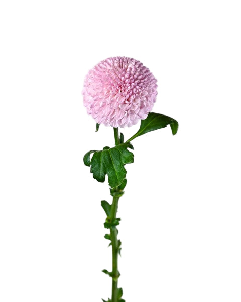 PING-PONG CHRYSANTHEMUM (Pink)