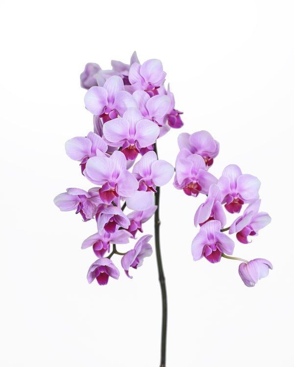 Phalaenopsis Pink (Baby Orchid)