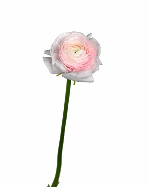 Ranunculus asiaticus (HANOI)