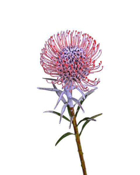 LEUCOSPERMUM Pincushion Protea (PURPLE)