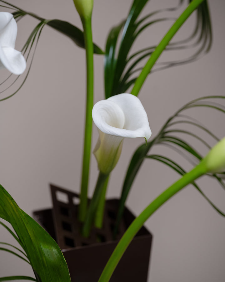Calla Llc Calla Collective – Tulip Flowers Tr LLC.