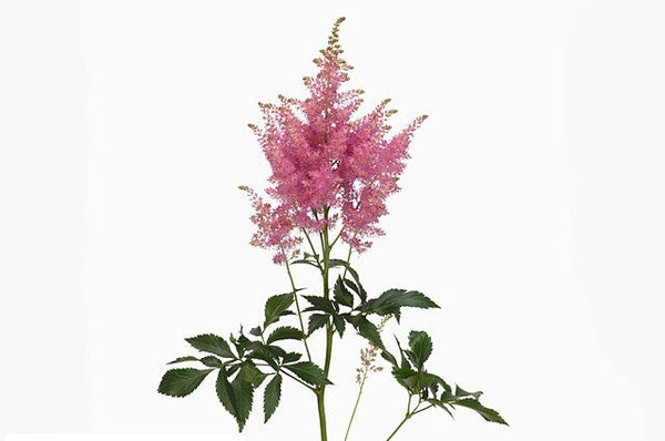 ASTILBE HONKY TONK - Tulip Flowers Tr LLC.