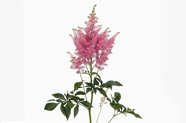 ASTILBE HONKY TONK - Tulip Flowers Tr LLC.