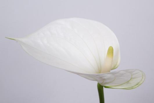 ANTHURIUM ADINA - Tulip Flowers Tr LLC.