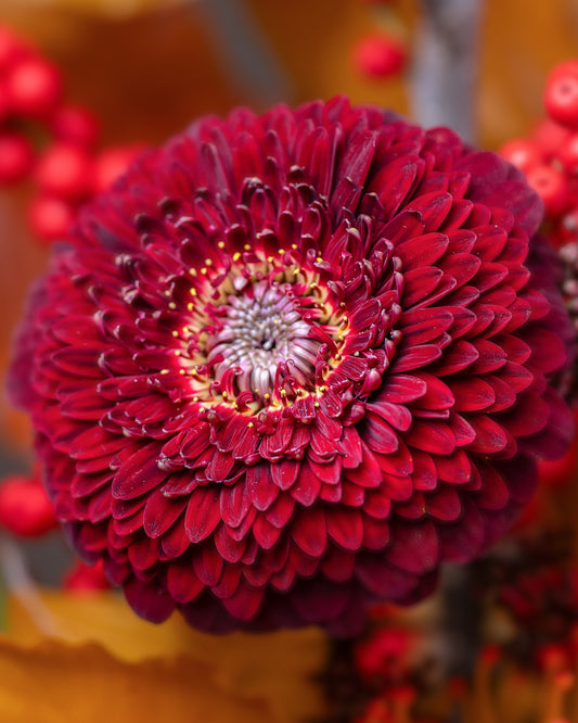 Bewitched Pumpkin Flower Arrangement luxury Halloween floral design in an heirloom pumpkin with red ilex berries, golden pincushion proteas, and crimson blooms