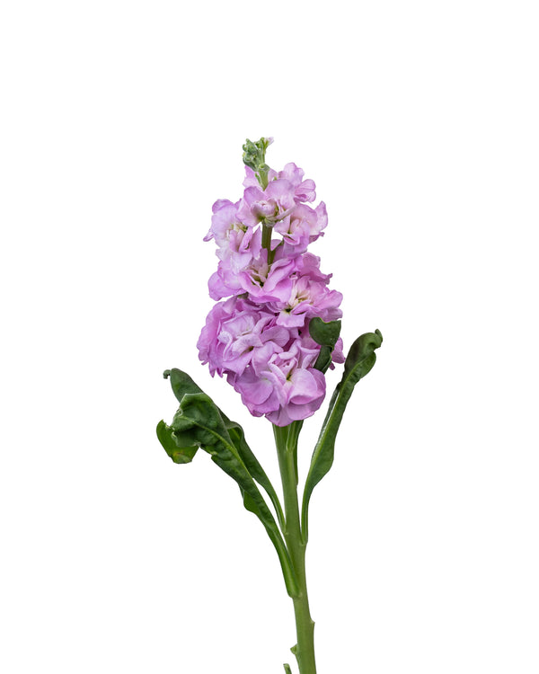 Matthiola Purple