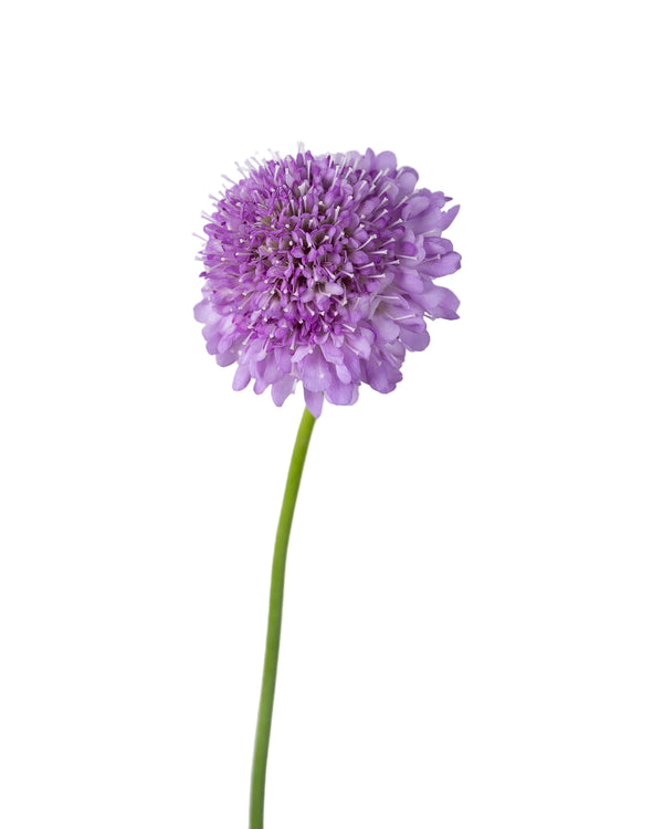 Scabiosa atropurpurea