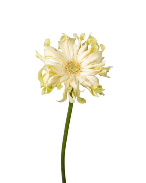 Gerbera Pasta Carbonara