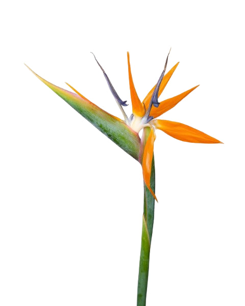 Close-up of a Bird of Paradise flower against a light gray background