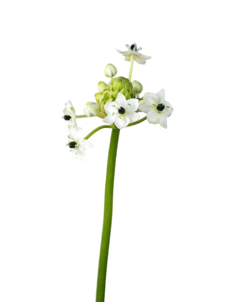 Ornithogalum arabicum
