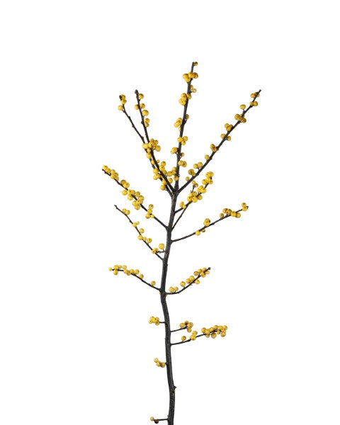Ilex verticillata (Yellow)