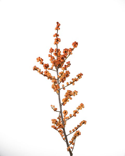 Ilex verticillata winterberry (ORANGE)