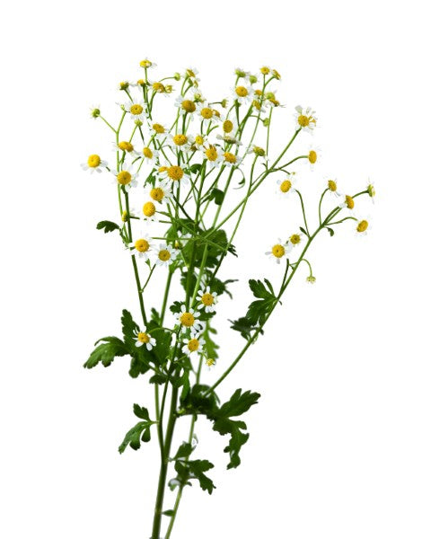 تاناسيتوم (نبات فيجمو واحد)