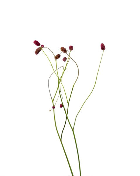 مسؤولو SANGUISORBA