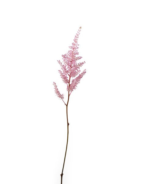 أستيلبي أوروبا