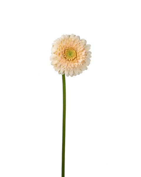 Gerbera Mini Moet (Beige)