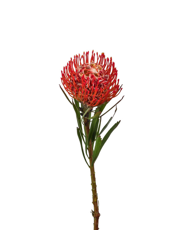 Leucospermum Pincushion Protea (RED)