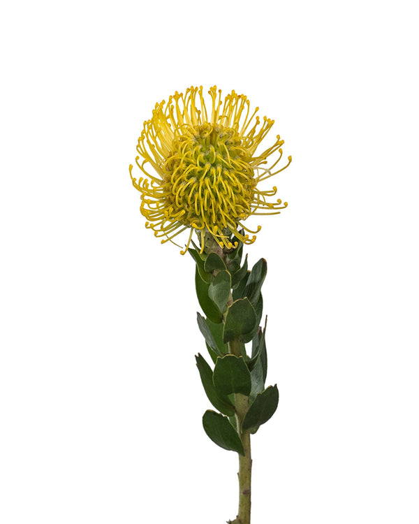 Leucospermum Pincushion Protea (Yellow)