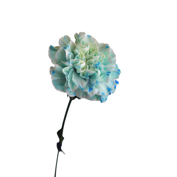 Carnation light Blue - Tulip Flowers Tr LLC.