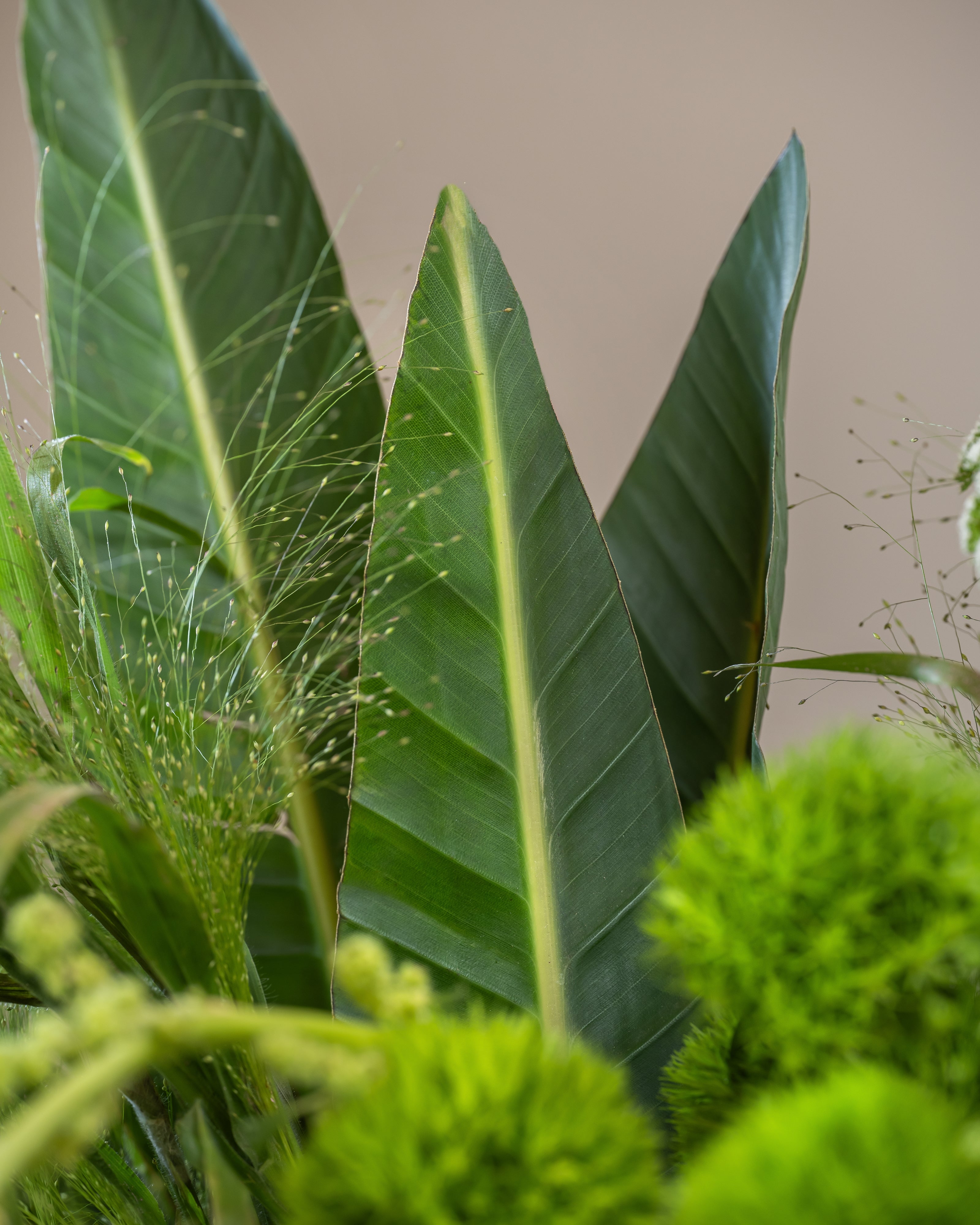 Sylvan – Tulip Flowers Tr LLC.