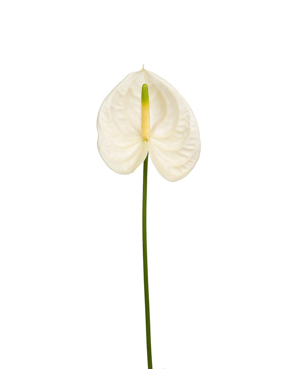 ANTHURIUM - Season Collection