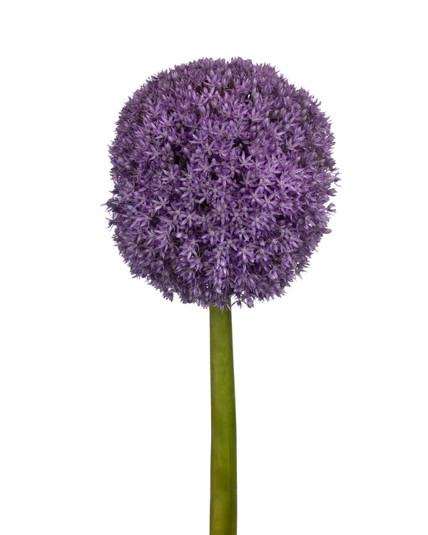 ALLIUM GIGANTEUM - Season Collection