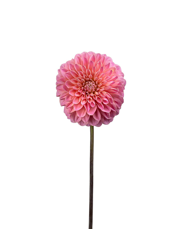 Dahlia Pink - Season Collection
