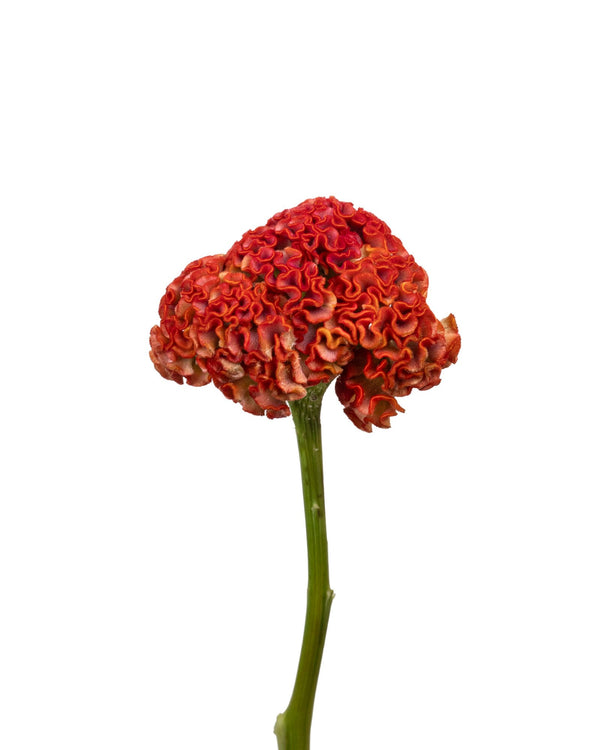 Celosia Cristata (Cockscomb) – Orange