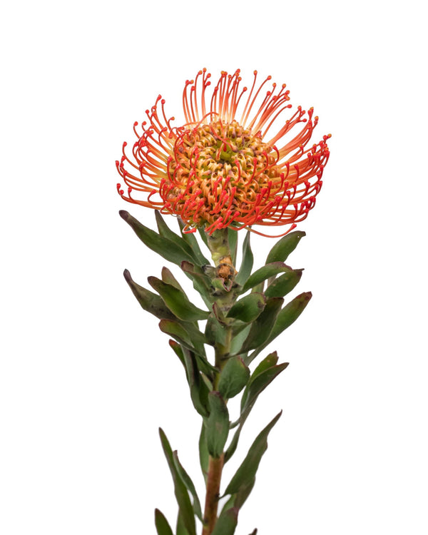 Leucospermum Pincushion Protea (ORANGE)