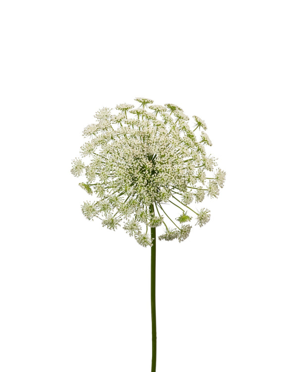 Ammi Visnaga - Season Collection