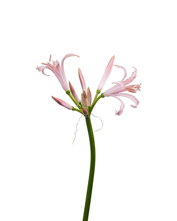 Nerine (Albivetta) - Season Collection