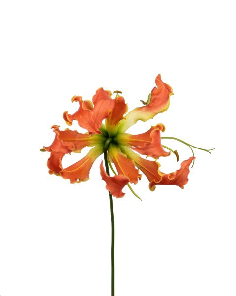 GLORIOSA LONG (Orange)