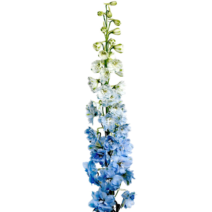 Delphinium Flower Collection - Tulip Flowers Tr LLC.