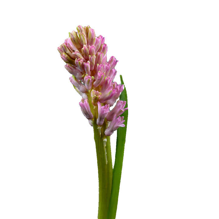Hyacinth "Pink" - Tulip Flowers Tr LLC.