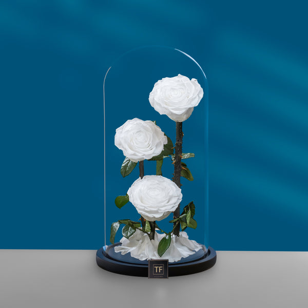 White Trio Infinity Rose