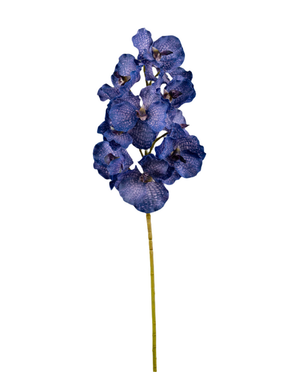 فاندا بيربل