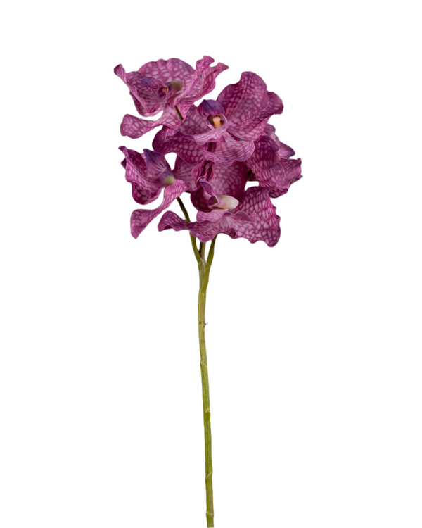 فاندا الجذعية لافند