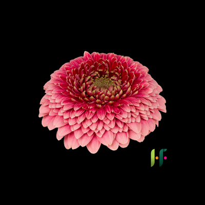 GERBERA MINI POMPONI BOKITO PINK - Tulip Flowers Tr LLC.