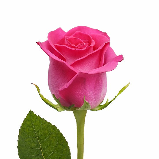 ROSE PINK - Season Collection