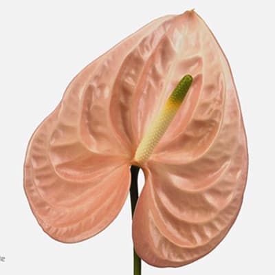 ANTHURIUM CHEERS - Tulip Flowers Tr LLC.