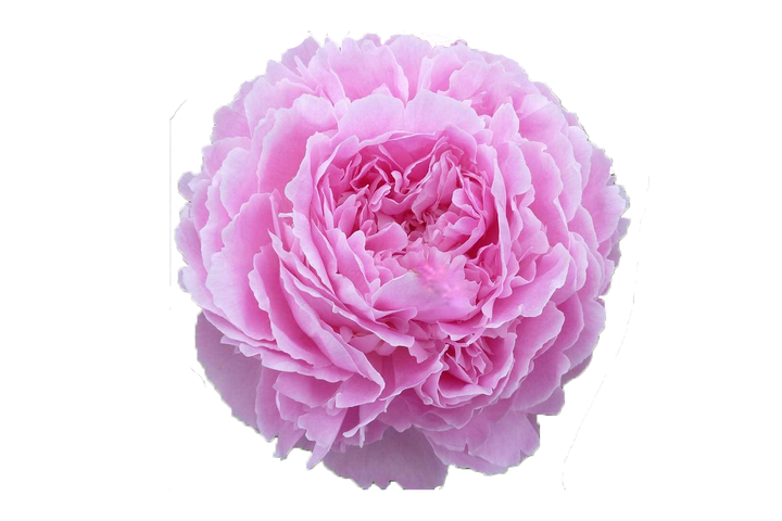 PEONY JACORMA - Tulip Flowers Tr LLC.