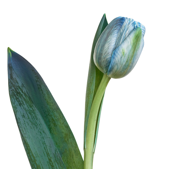 Tulip Flowers - Tulip Flowers Tr LLC.